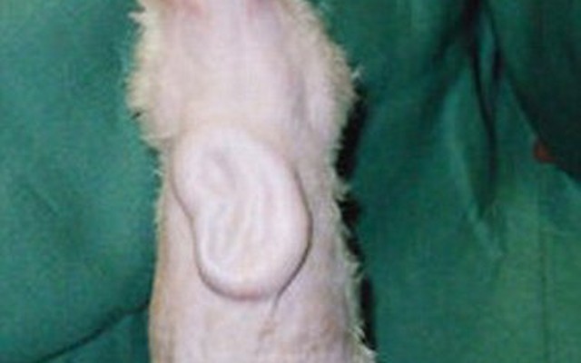 Xem tai người “mọc” trên lưng chuột ở Nhật Bản
