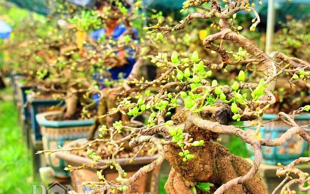 Mãn nhãn ngắm vẻ đẹp “hút mắt” của gốc mai bonsai Bình Định