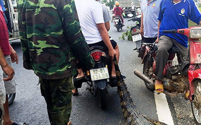 Cảnh báo cá sấu xuất hiện trên sông Soài Rạp