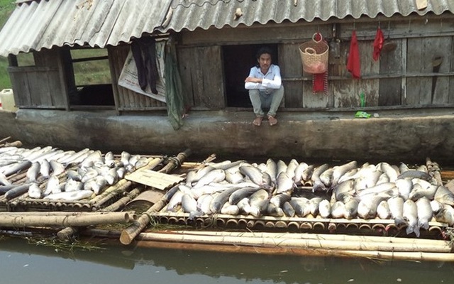 Cá chết trên sông Bưởi: Sớm có biện pháp xử lý công ty vi phạm