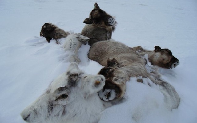 Lại hơn 80.000 con tuần lộc chết ở Siberia vì lý do này!