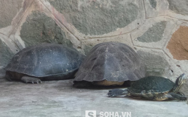 Sự thật “cụ rùa trăm tuổi” chết cùng lúc với rùa Hồ Gươm
