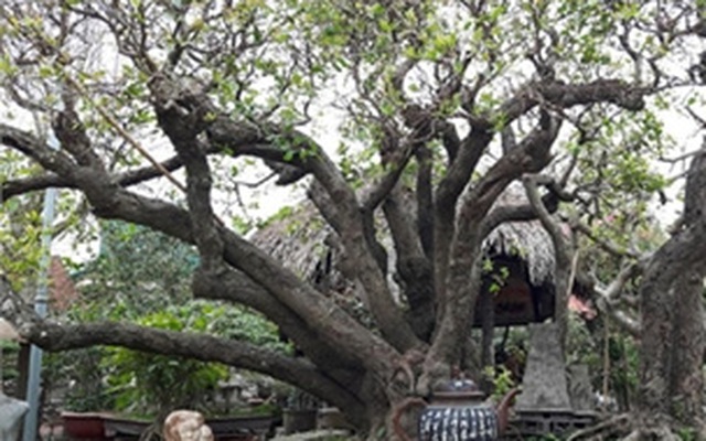 Siêu cây thân rồng, đại gia Nhật trả 10 tỷ không bán