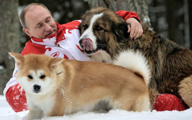 Tổng thống Putin từ chối nhận chó quý của Nhật Bản