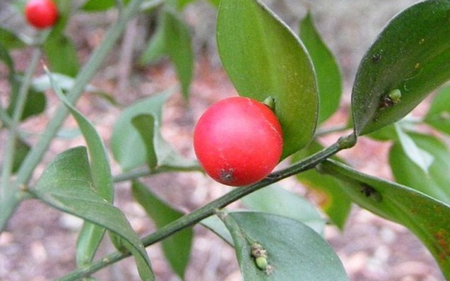 Kỳ lạ loài cây có quả mọc trên lá