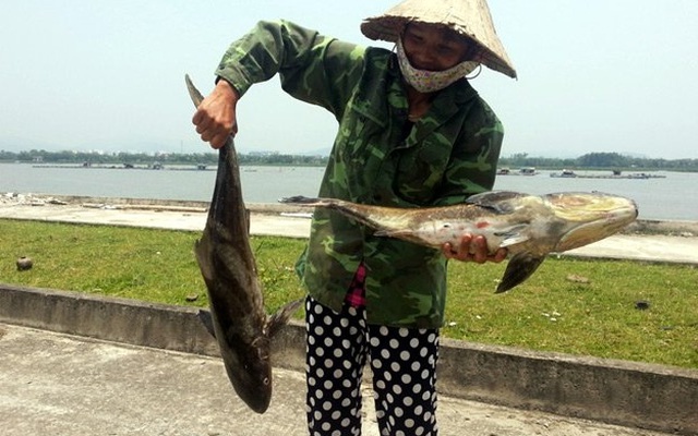 Thanh Hóa: Lại cá lồng, bè ở Tĩnh Gia chết bất thường hàng loạt