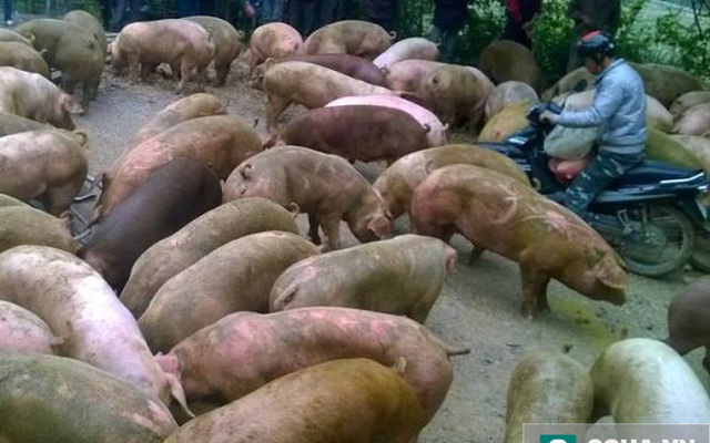 Cả đàn lợn bị văng ra đường khi xe tải bị lật