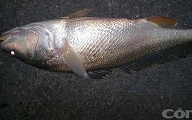 Bắt được cá sủ vàng 3,2 kg ở sông Đồng Nai