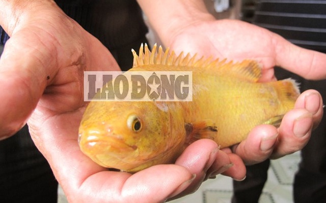 Bắt được cá rô vàng quý hiếm gây xôn xao tại Đà Nẵng