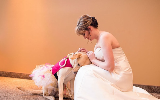 Cảm động chú chó an ủi cô dâu trước lễ cưới