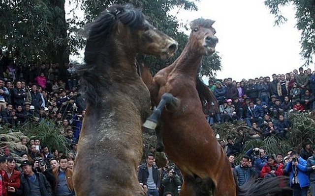 Cam go chọi ngựa ở Trung Quốc