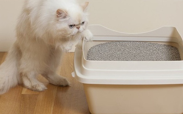 Gạo không hiệu quả, hãy dùng cát vệ sinh mèo để cứu điện thoại rơi nước