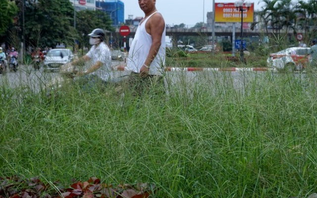 Cỏ mọc um tùm ở Hà Nội: "Đừng để đường biến thành rừng cỏ hoang"