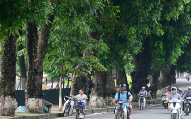 Hà Nội chặt, chuyển hơn 100 cây xanh để làm đường sắt đô thị