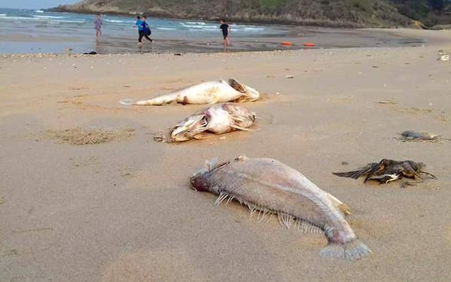 Truy tìm nguyên nhân cá chết chất đống ở vùng biển Vũng Áng
