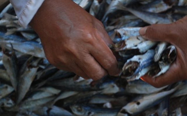Phenol trong cá nục ở Quảng Trị: “Ăn hàng ngày cũng không việc gì“