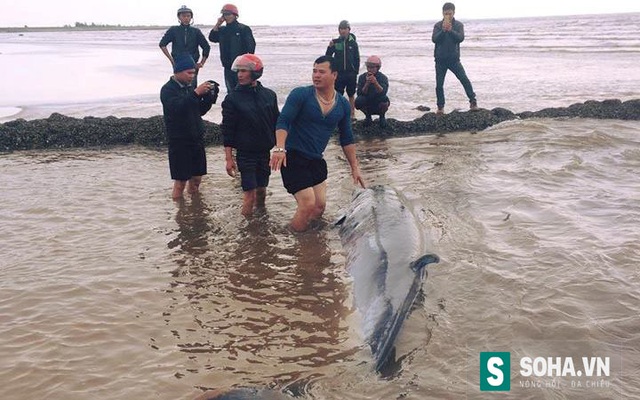 Giải cứu thành công cá voi nặng hơn 3 tấn dài 5 mét bị mắc kẹt