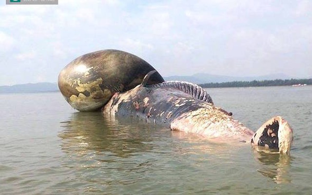 Cận cảnh cá voi "khủng" nổi trên biển ở Nghệ An