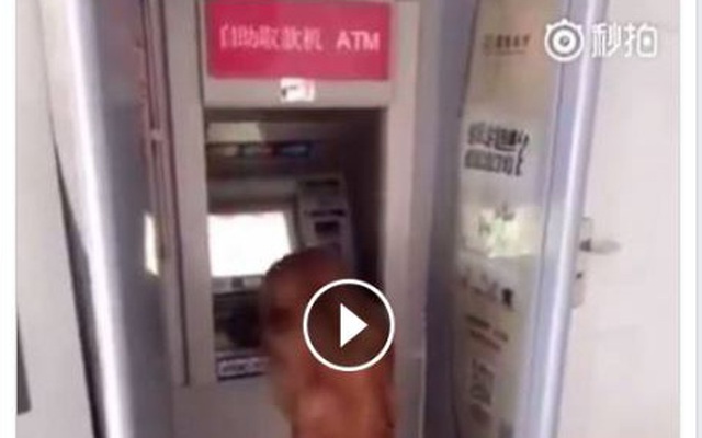 Video: Chú chó lúi húi rút tiền ở ATM gây sốc cộng đồng mạng