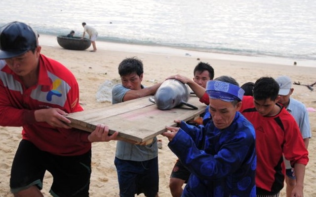 Cá voi dạt vào bờ biển Bình Định đầu năm mới