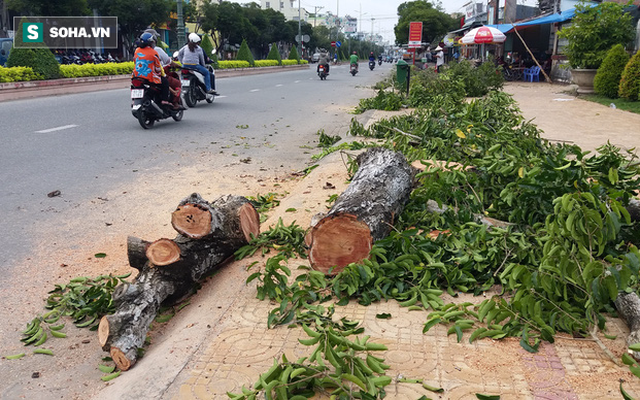 Sóc Trăng: Người dân bất ngờ khi thấy nhiều cây xanh trên 20 năm bị cưa bỏ