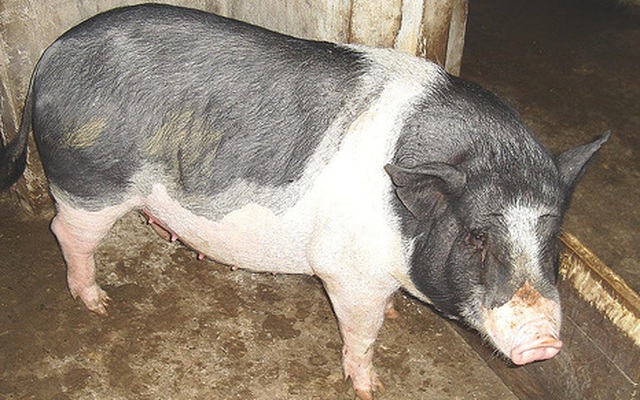 Hy hữu: Một giám đốc ở Hà Tĩnh bị lợn cắn vùng kín