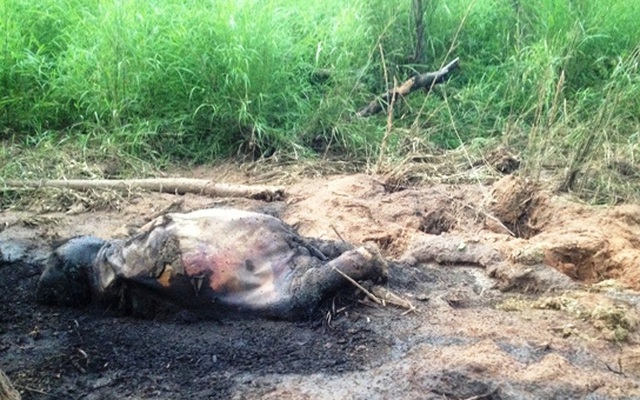 Voi con sa lầy, chết trong Vườn Quốc gia Yok Đôn
