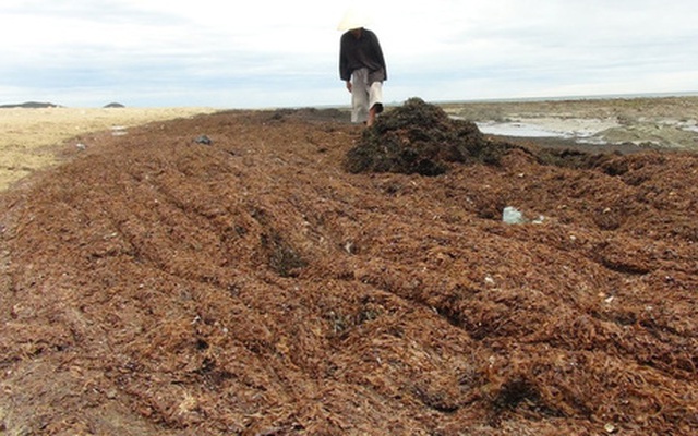Rong biển chết dạt vào bờ biển chỉ là hiện tượng tự nhiên