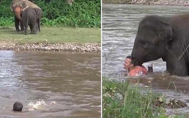 Tưởng huấn luyện viên bị chết đuối, chú voi con vội vàng lao xuống sông cứu người