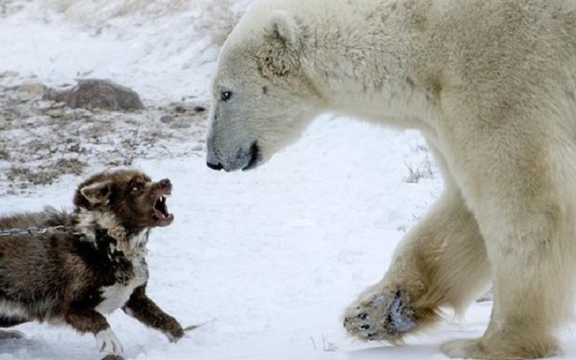 Vì bảo vệ chủ, chú cún nhà lao lên tấn công gấu hoang và cái kết...