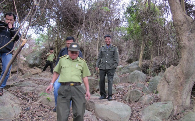 Chủ tịch Đà Nẵng yêu cầu khởi tố vụ phá rừng Sơn Trà