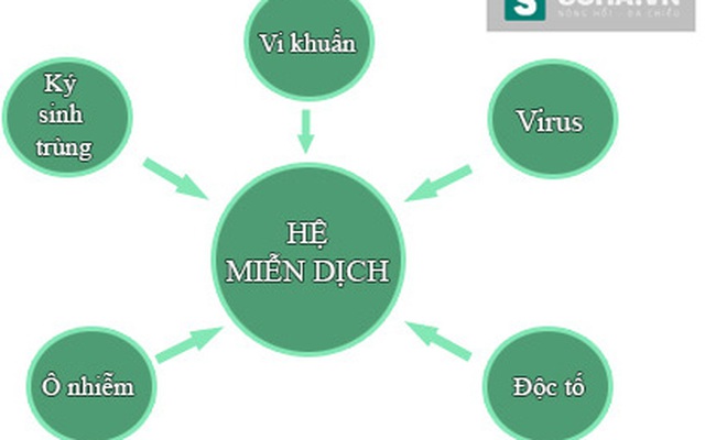 Thực phẩm này vừa rẻ, vừa tốt cho hệ miễn dịch