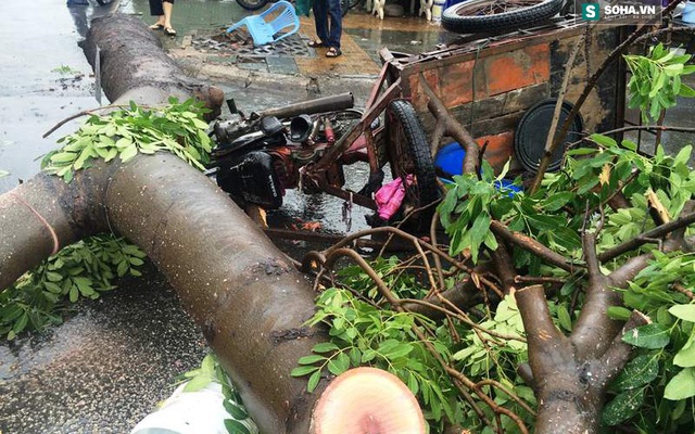 Hàng chục người giải cứu tài xế xe ba gác bị cây đè trúng ở TPHCM