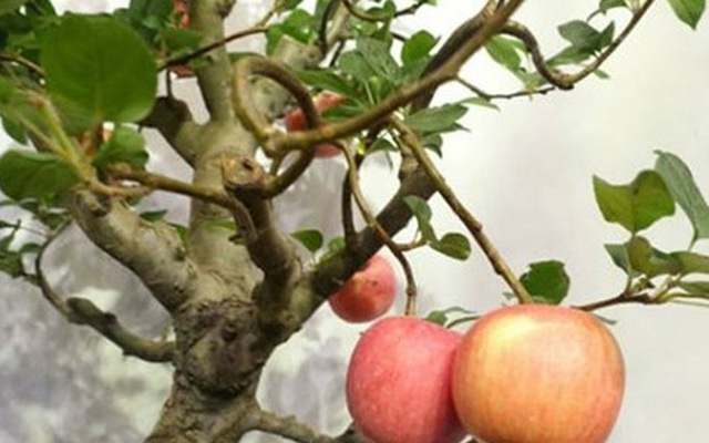 Xuất hiện cây táo cảnh Trung Quốc cực đẹp mắt, không nên ăn, bán chơi Tết