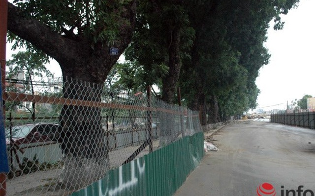 Hà Nội: Loạt cây cổ thụ đường Láng chính thức bị đốn hạ
