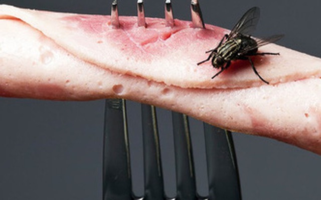 Chuyện khủng khiếp gì sẽ xảy ra khi ruồi đậu lên miếng thịt của bạn?