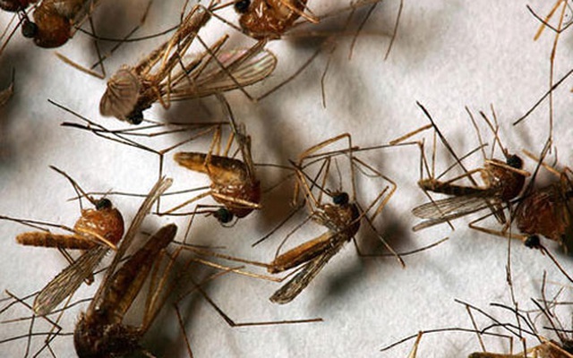 7 mẹo giúp nhà sạch bong bóng muỗi, không sợ Zika