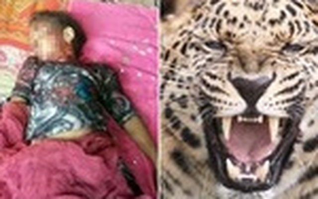 Kinh hoàng bé gái 12 tuổi bị báo rừng lôi đi giết chết khi đang nằm ngủ cùng gia đình