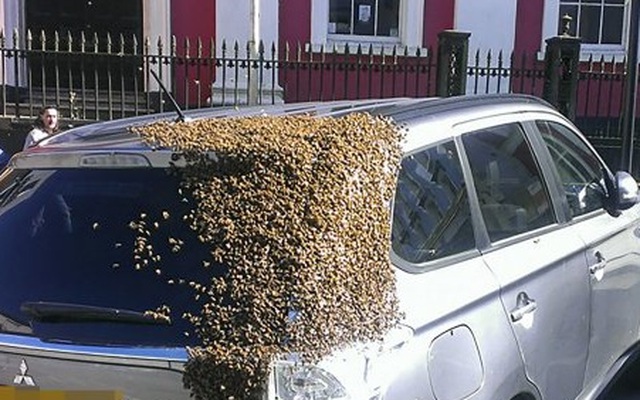 Giải cứu con tin “khủng”, đàn ong truy đuổi hung thủ suốt 2 ngày