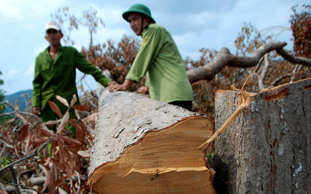Ai đứng sau vụ phá hơn trăm hecta rừng tại Phú Yên?