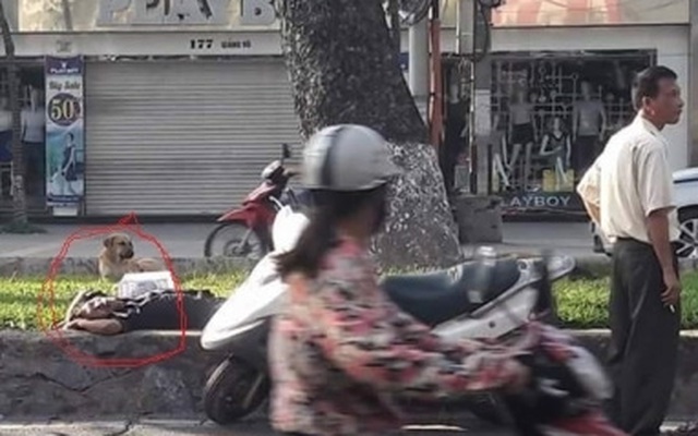 Hi hữu ở Hà Nội: Chủ say rượu ngủ giữa đường, chó nhất quyết đứng trông