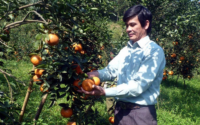 Xã có đến 41 tỷ phú "chân đất" từ trồng cam sành