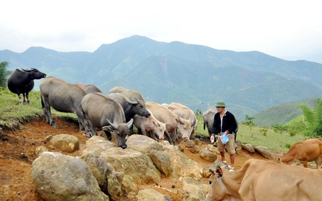 'Triệu phú trâu, bò' thả tiền tỷ trên núi Tê Giác
