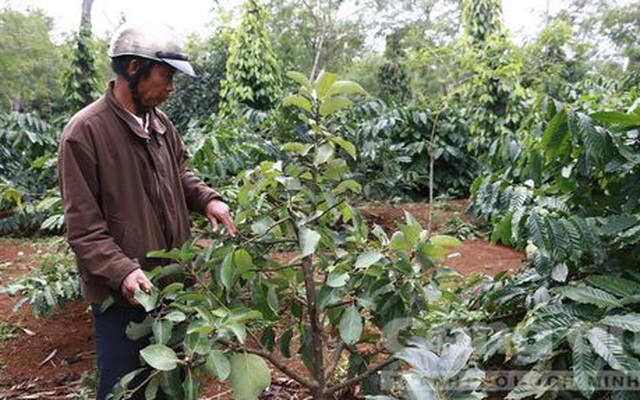 Đắk Lắk: Hàng trăm cây bơ của người dân bị cắt hết chồi trong đêm