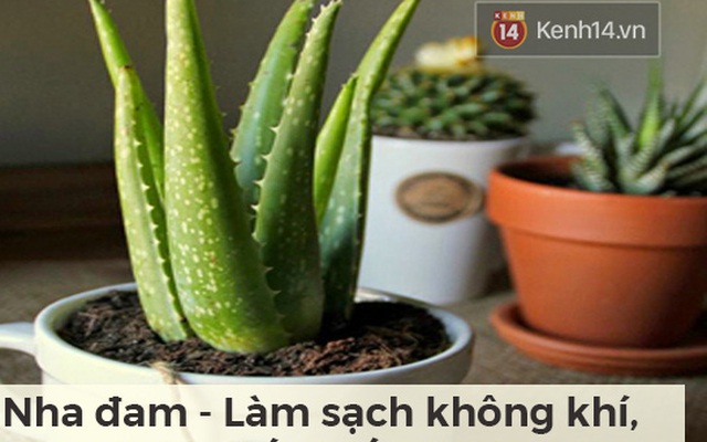 Lọc sạch không khí quanh bạn bằng những loại cây cảnh dễ tìm