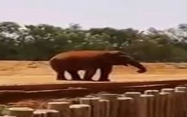 Đi vườn thú, bé gái 7 tuổi bị voi ném đá tử vong