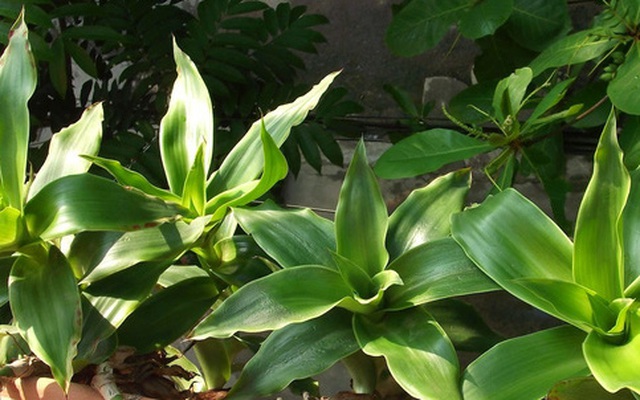 Lá lược vàng: Có nhiều tác dụng chữa bệnh nhưng không thể chặn đứng bệnh ung thư