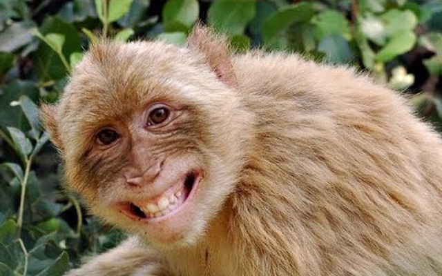 Tại sao khỉ có thể bắt chước tiếng người nhưng không nói được như người?