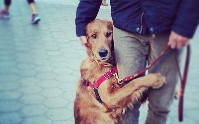 Ngôi sao của New York: "Cô chó" chỉ thích ôm chân người khác