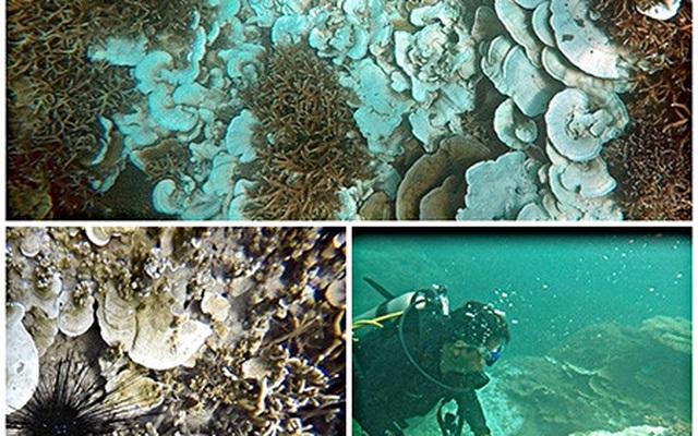 Báo động tình trạng san hô tại Côn Đảo bị tẩy trắng và chết